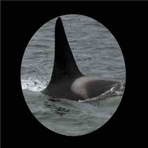 Maliek Bennett - Orca FLAC