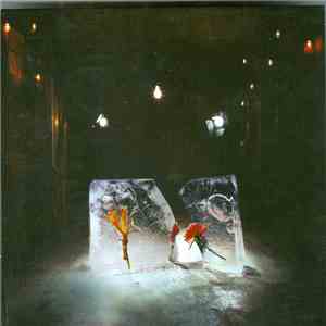 Shy Girls - Salt FLAC