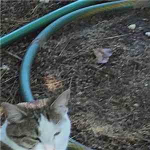 Birdfeeders - Birdfeeders FLAC