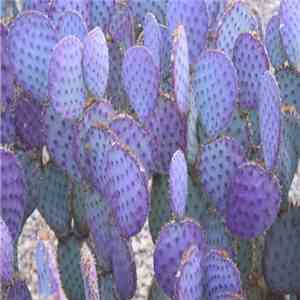 BR  - Nature FLAC