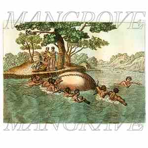 Mangrove Mangrave - Mangrove Mangrave FLAC