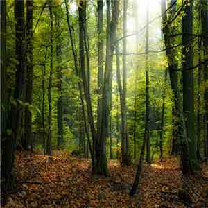 Sanmi - Birds In Forest FLAC