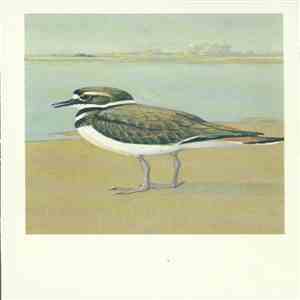 No Artist - Killdeer FLAC