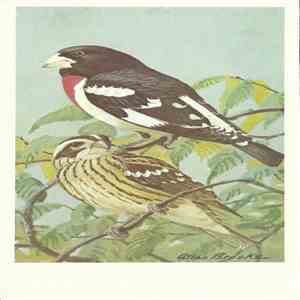 No Artist - Rose-Breasted Grosbeak FLAC