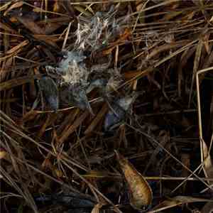 Wilhelm Matthies & Sleeping On Lotus Ashes - Taking To Pieces, Heaping Together FLAC