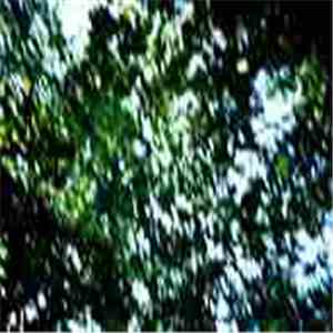 Karina ESP - Broken Tree FLAC