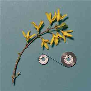 Marcus Fischer & Simon Scott - Shape Memory FLAC