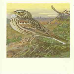 No Artist - Vesper Sparrow FLAC