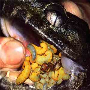 Phyllomedusa / Formicidae - Ant Vs Frog FLAC