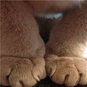 Molasses  - Whiskerbiscuit FLAC