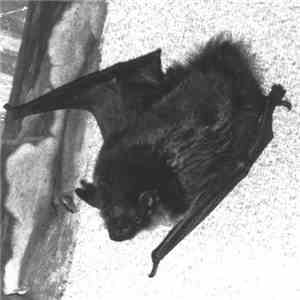 The True Werwolf - Vampyr Strigoi & Rituals FLAC